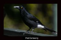 Pied Currawong