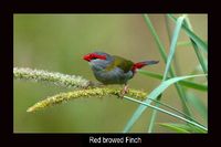 Red browed Finch