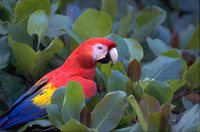 Scarlet Macaw - Ara macao