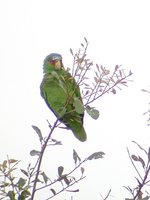 White-fronted Parrot - Amazona albifrons