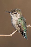 Bee Hummingbird - Mellisuga helenae