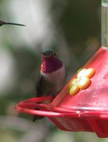 Broad-tailed Hummingbird - Selasphorus platycercus