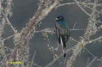 Surucua Trogon - Trogon surrucura