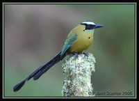 Highland Motmot - Momotus aequatorialis