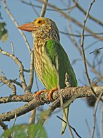 Lineated Barbet - Megalaima lineata