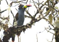 Gray-breasted Mountain-Toucan - Andigena hypoglauca