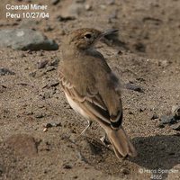 Coastal Miner - Geositta peruviana