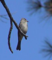 Greater Pewee - Contopus pertinax