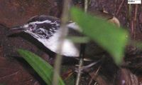 White-breasted Wood-Wren - Henicorhina leucosticta