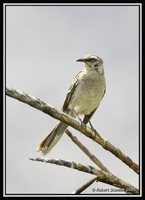 Long-tailed Mockingbird - Mimus longicaudatus