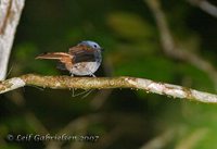 Blue-headed Fantail - Rhipidura cyaniceps