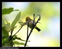 Black-fronted White-eye - Zosterops minor