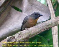 Black-cheeked Ant-Tanager - Habia atrimaxillaris