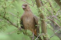 Abert's Towhee - Pipilo aberti