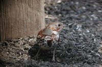 Fox Sparrow - Passerella iliaca