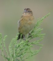 Bobolink - Dolichonyx oryzivorus