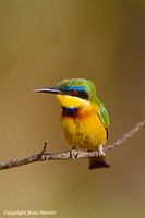 Little Bee-eater