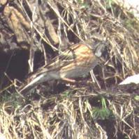 Himalayan Accentor