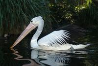 Australian Pelican