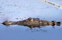 Saltwater Crocodile (Crocodylus porosus) photo