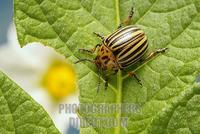 Colorado potato beetle ( Leptinotarsa decemlineata ) stock photo