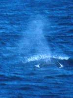 Bryde's Whale Balaenoptera edeni