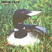 Yellow-billed               loon, Gavia adamsii