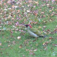 Green Woodpecker (Picus viridis)