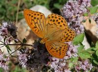 Fritillary, Silver-washed