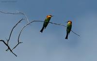 chestnut-headed-bee-eater