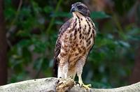 Crested Goshawk