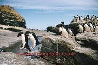 ...FT0130-00: Rockhopper Penguins jump down rocky ledges to return from their nests to the sea. Sub