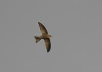 Pallid Swift (Apus pallidus)