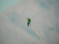 Blue-cheeked Bee-eater (Merops persicus)