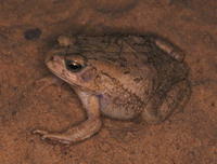 : Bufo xeros