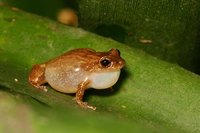 : Eleutherodactylus cochranae; Whistle Coqui