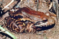 : Leptodactylus flavopictus