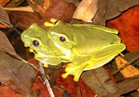 : Litoria gracilenta; Dainty Green Tree Frog