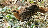 : Bambusicola fytchii; Chinese Bamboo Partridge