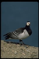 : Branta leucopsis; Barnacle Goose