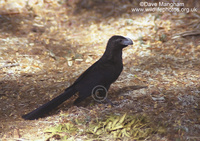 : Crotophaga sulcirostris; Groove-billed Ani