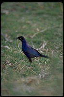 : Lamprotornis purpuropterus; Ruppell's Long-tailed Starling