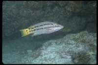 : Bodianus rufus; Spanish Hogfish