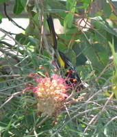 : Phylidonyris novaehollandiae; New Holland Honeyeater