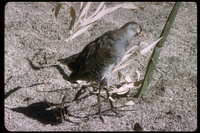 : Porzana carolina; Sora Rail