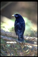 : Ptilonorhychus violaceus; Satin Bowerbird