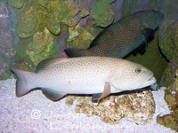 : Plectropomus areolatus; Squaretail Coralgrouper