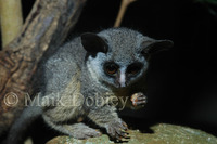 : Galago moholi; Moholi-galago