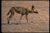 : Lycaon pictus; Wild Dog