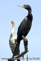 Photo of kormorán neotropický Phalacrocorax brasilianus Neotropic Cormorant Olivaceous Cormorant